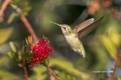 Archilochus-alexandri;Black-chinned-Hummingbird;Flying-Bird;Hummingbird;Photogra